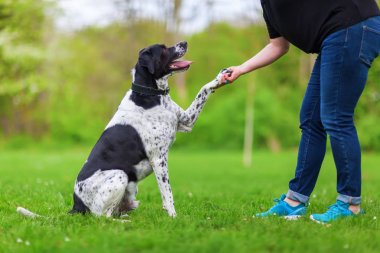 köpek pençe bir kadına verir
