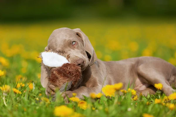 Χαριτωμένο κουτάβι Weimaraner παίζει με ένα plushie — Φωτογραφία Αρχείου