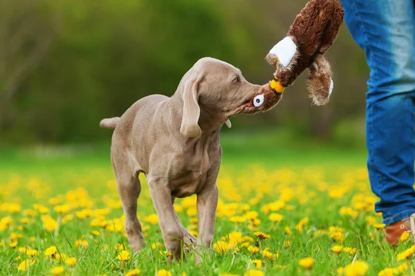 Κάποιος παίζει με το κουτάβι Weimaraner — Φωτογραφία Αρχείου