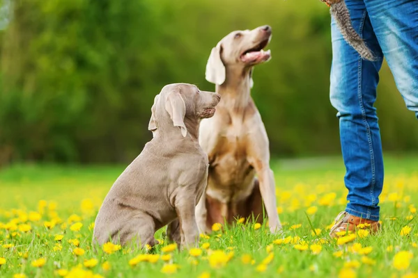 Personne avec Weimaraner chien adulte et chiot — Photo