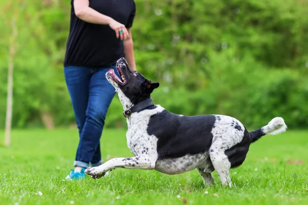 Frau spielt mit Hund im Freien — Stockfoto