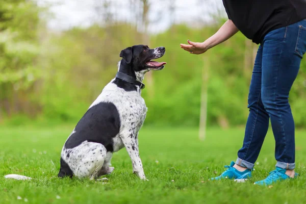 Donna dà un comando al suo cane — Foto Stock