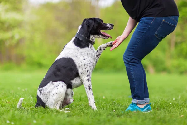 Hund gibt einer Frau die Pfote — Stockfoto