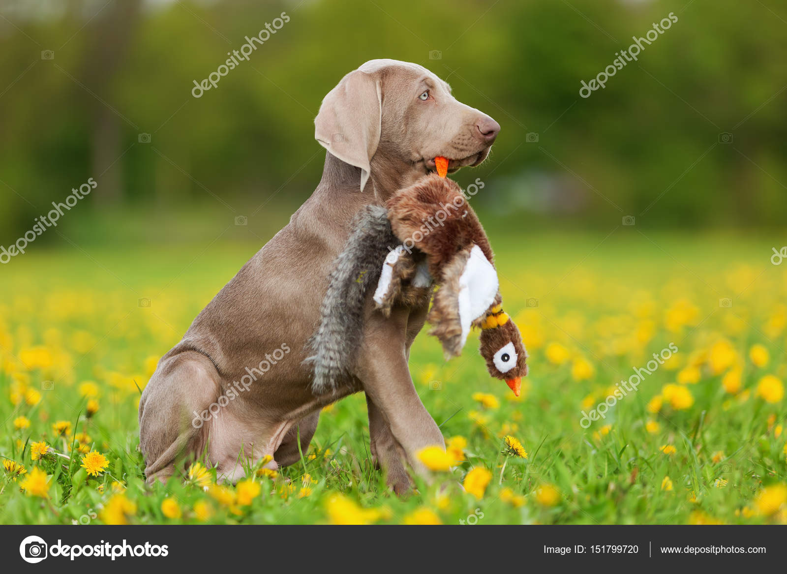 Výmarský ohař štěně hraje s plyšovými Bažant — Stock Fotografie ©  Madrabothair #151799720