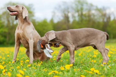 bir peluş sülün ile oynayan sevimli Weimaraner köpek