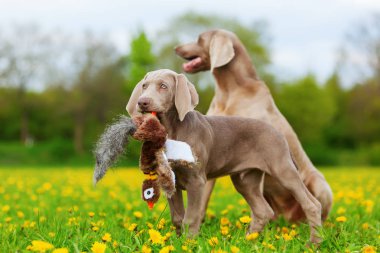 bir peluş sülün ile oynayan sevimli Weimaraner köpek