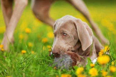 bir peluş sülün ile oynayan sevimli Weimaraner köpek