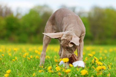Bir peluş sülün ile oynarken Weimaraner köpek yavrusu