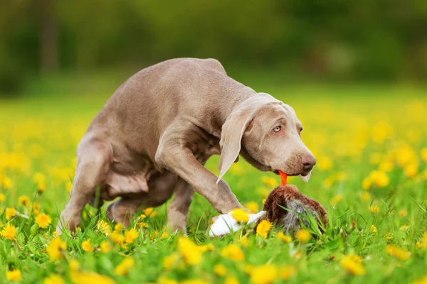 Weimarse staande hond pup, spelen met een pluche Fazant — Stockfoto