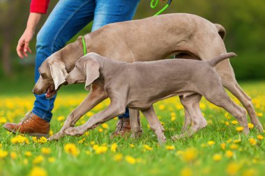 kadın bir Weimaraner yetişkin ve köpek yavrusu ile çalış