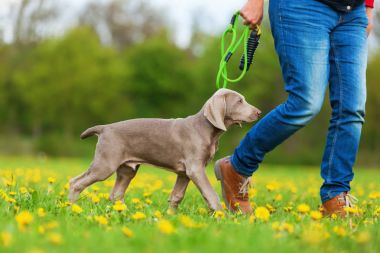 çayır bir Weimaraner köpeklerine kadınla