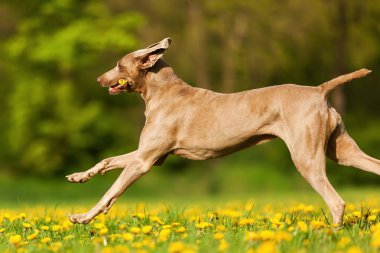 Çayır üzerinde çalışan Weimaraner köpek
