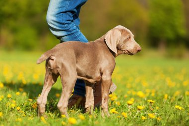 kadın bir Weimaraner köpekle oynar