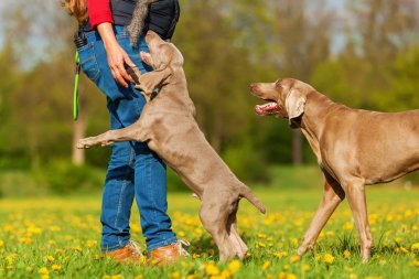 kadın bir Weimaraner yetişkin ve köpek yavrusu ile çalış