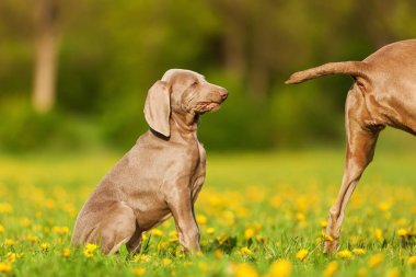 sevimli Weimaraner köpek portresi