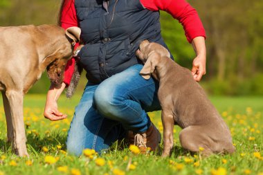 kadın bir Weimaraner yetişkin ve köpek yavrusu ile çalış