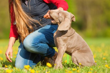 kadın bir Weimaraner köpekle oynar
