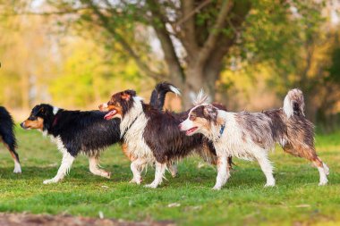 dört Avustralyalı çoban köpekleri lakeside yürüyüş ıslak