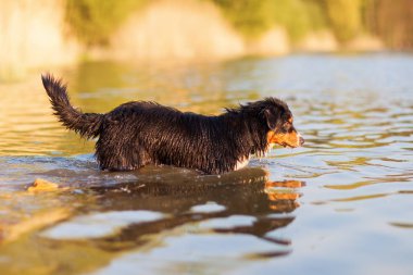 Avustralyalı çoban bir göl yürüme