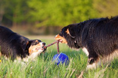 bir ip çekerek iki Avustralyalı çoban köpekleri