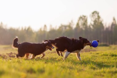 Bir topla oynamayı Avustralyalı çoban köpekleri