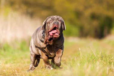 Napoliten Mastiff çayır üzerinde çalışan