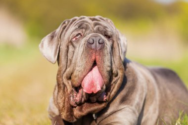 Napoliten Mastiff açık havada portresi