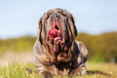 Napoliten Mastiff açık havada portresi