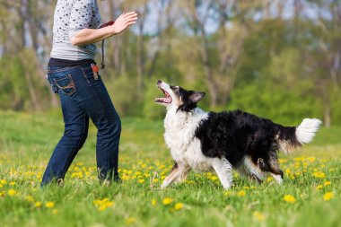 kadın bir Border Collie ile çayır üzerinde çalış.