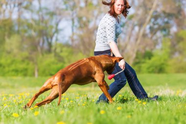 kadın Rodezya ridgeback çayır üzerinde çalış