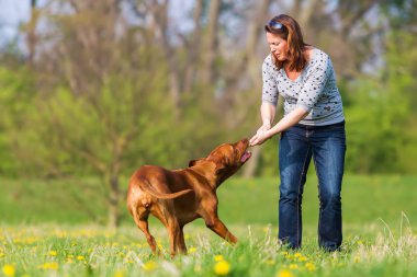 kadın Rodezya ridgeback çayır üzerinde çalış