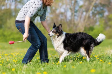kadın bir Border Collie ile çayır üzerinde çalış.