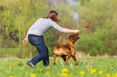 kadın Rodezya ridgeback çayır üzerinde çalış