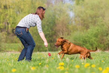 kadın Rodezya ridgeback çayır üzerinde çalış