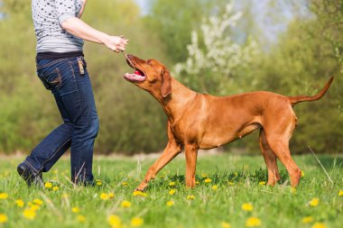kadın Rodezya ridgeback çayır üzerinde çalış