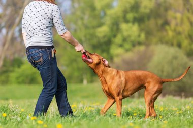 kadın Rodezya ridgeback çayır üzerinde çalış