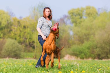 kadın Rodezya ridgeback çayır üzerinde çalış