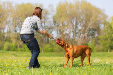 kadın Rodezya ridgeback çayır üzerinde çalış