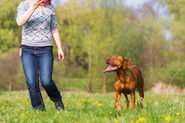 kadın Rodezya ridgeback çayır üzerinde çalış