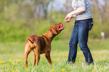 kadın Rodezya ridgeback çayır üzerinde çalış
