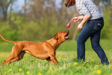 kadın Rodezya ridgeback çayır üzerinde çalış