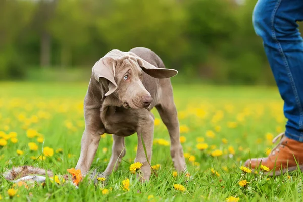 Schattige puppy van de Weimarse staande hond spelen op de weide — Stockfoto