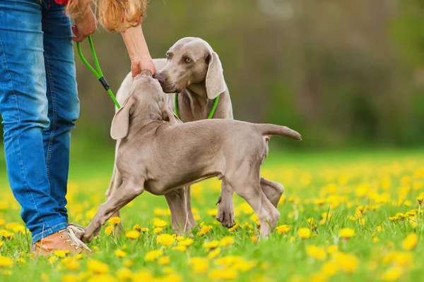 Weimaraner yetişkin ve köpek yavrusu açık havada kadınla