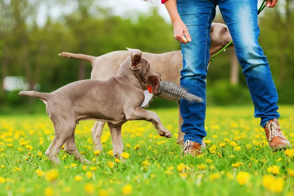 Woman plays with a Weimaraner adult and puppy — Stock Photo, Image