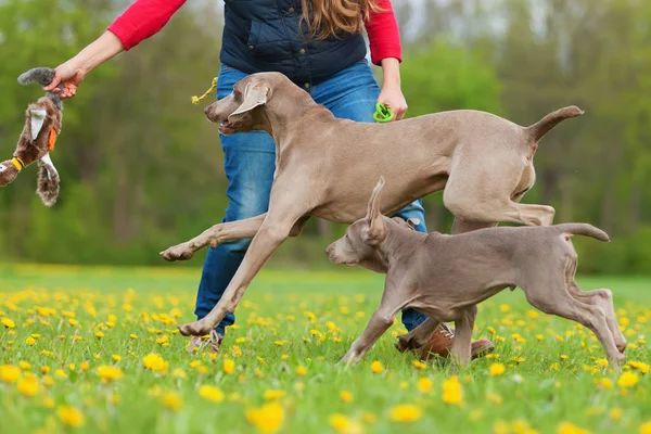 kadın bir Weimaraner yetişkin ve köpek yavrusu ile çalış
