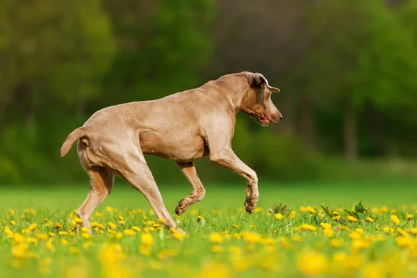 Weimaraner cão correndo no prado — Fotografia de Stock
