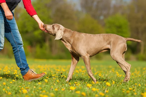 Weimaraner çayır üzerinde kadınla