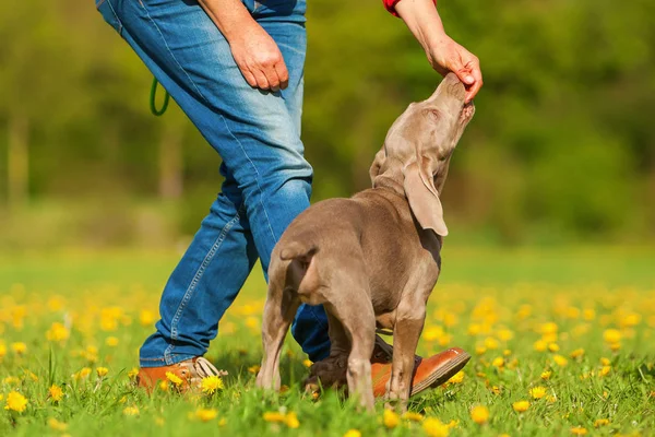kadın bir Weimaraner köpekle oynar