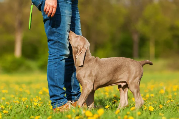 Femme joue avec un chiot Weimaraner — Photo