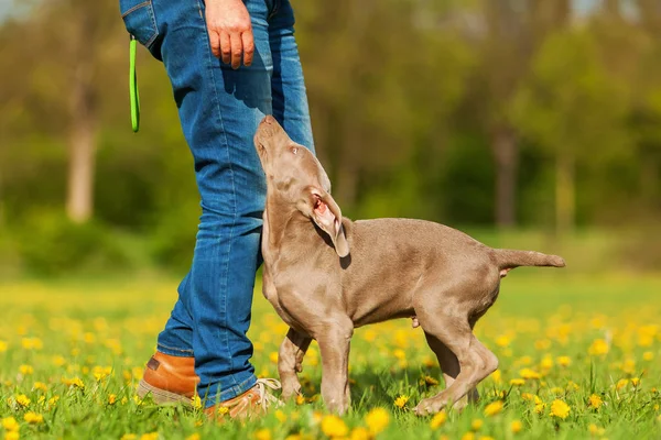 kadın bir Weimaraner köpekle oynar